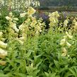 Náprstník velkokvětý 'Creme Bell' - Digitalis ambiqua 'Creme Bell'