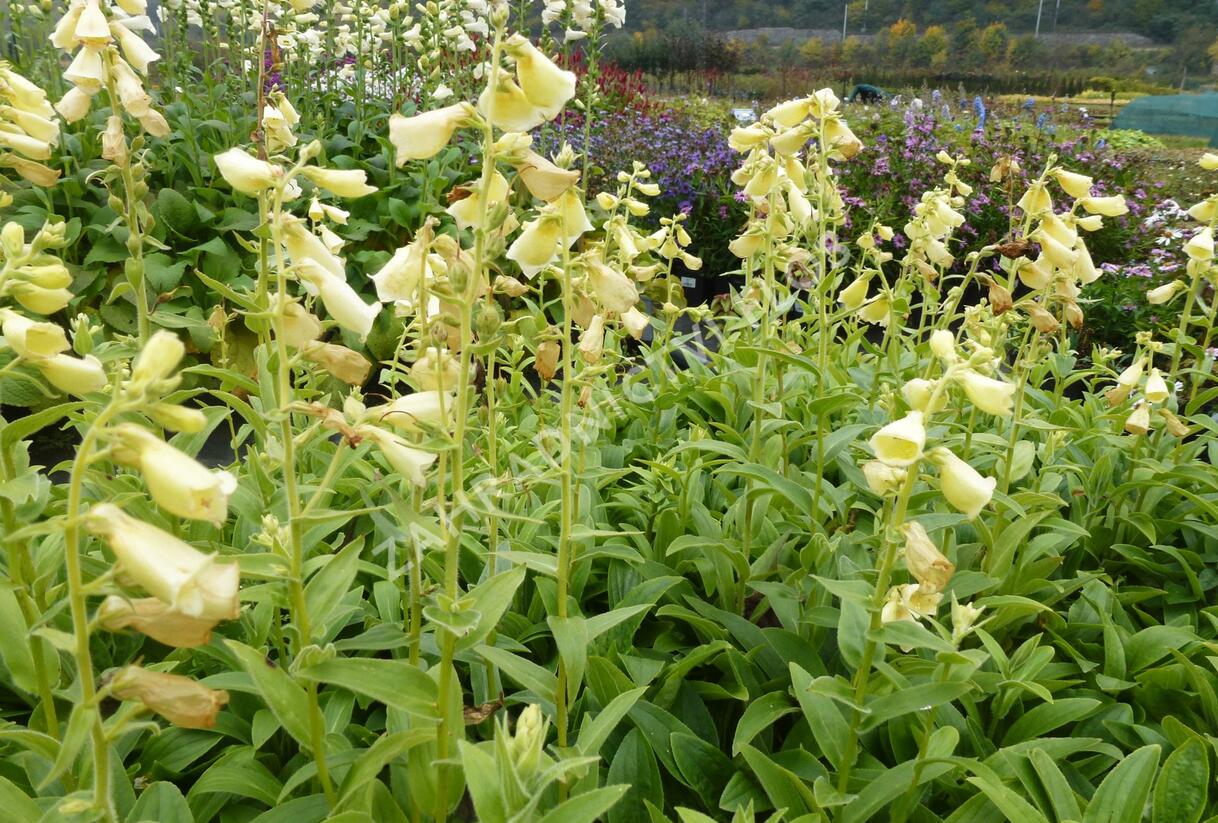 Náprstník velkokvětý 'Creme Bell' - Digitalis ambiqua 'Creme Bell'