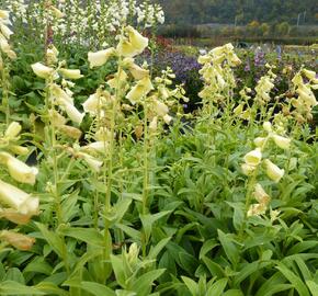 Náprstník velkokvětý 'Creme Bell' - Digitalis ambiqua 'Creme Bell'