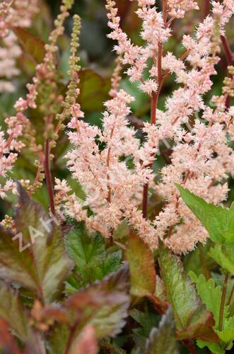 Čechrava 'Spotlight' - Astilbe 'Spotlight'