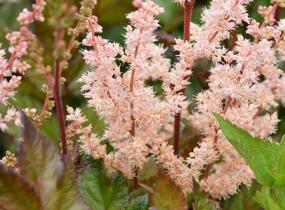 Čechrava čínská 'Spotlight' - Astilbe chinensis 'Spotlight'