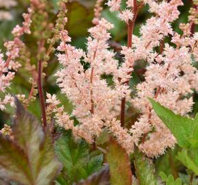 Čechrava 'Spotlight' - Astilbe 'Spotlight'