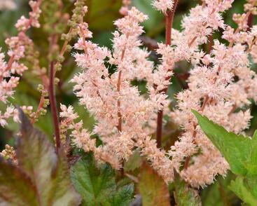 Čechrava čínská 'Spotlight'