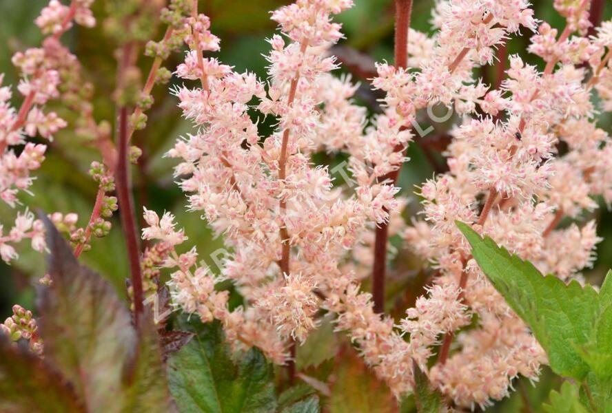 Čechrava čínská 'Spotlight' - Astilbe chinensis 'Spotlight'