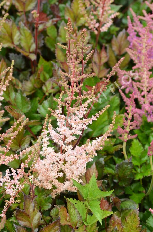 Čechrava 'Spotlight' - Astilbe 'Spotlight'
