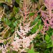 Čechrava 'Spotlight' - Astilbe 'Spotlight'