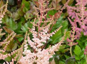 Čechrava čínská 'Spotlight' - Astilbe chinensis 'Spotlight'