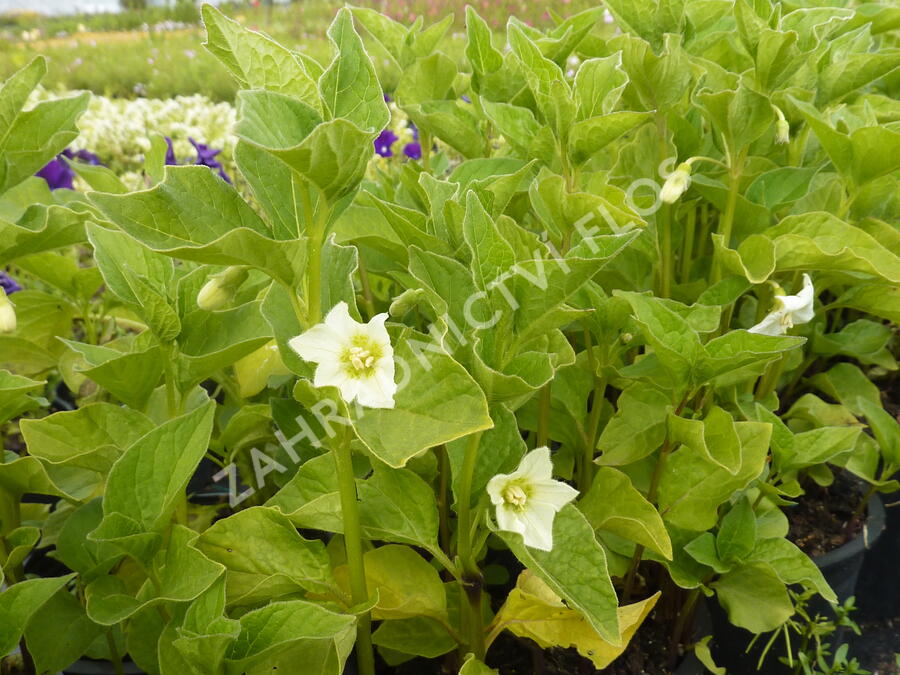 Mochyně 'Miniature' - Physalis alkekengi 'Miniature'