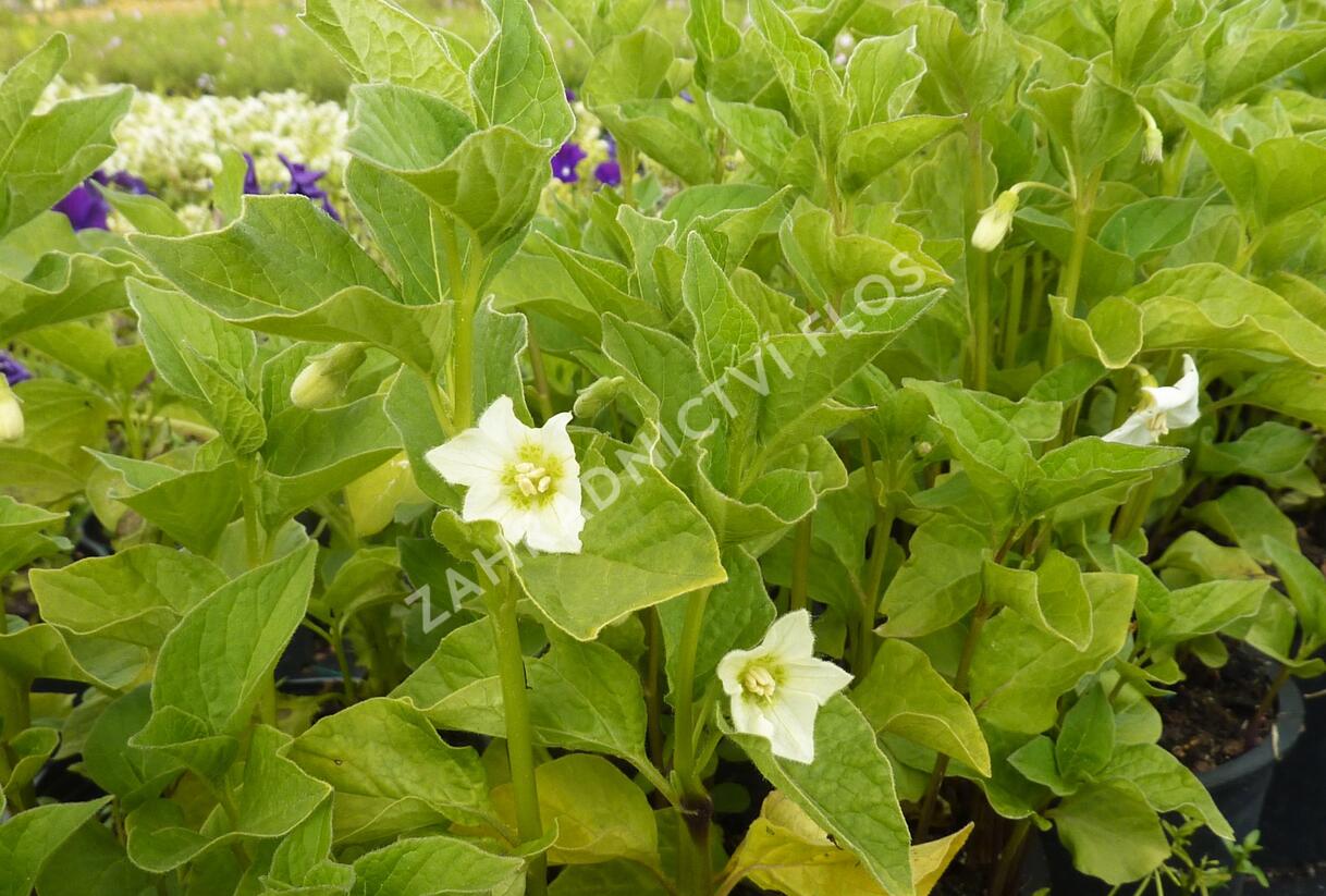 Mochyně židovská 'Miniature' - Physalis alkekengi 'Miniature'