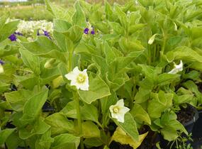 Mochyně židovská 'Miniature' - Physalis alkekengi 'Miniature'