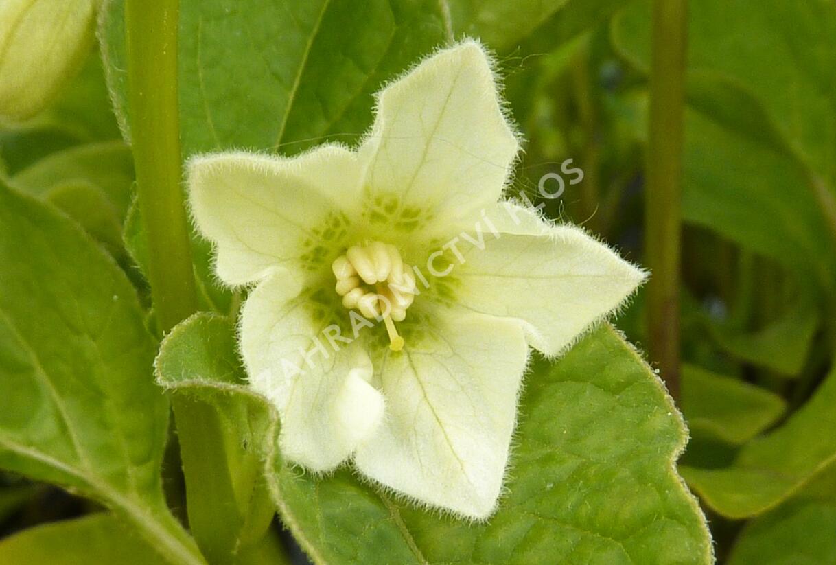 Mochyně židovská 'Miniature' - Physalis alkekengi 'Miniature'