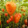 Mochyně 'Miniature' - Physalis alkekengi 'Miniature'