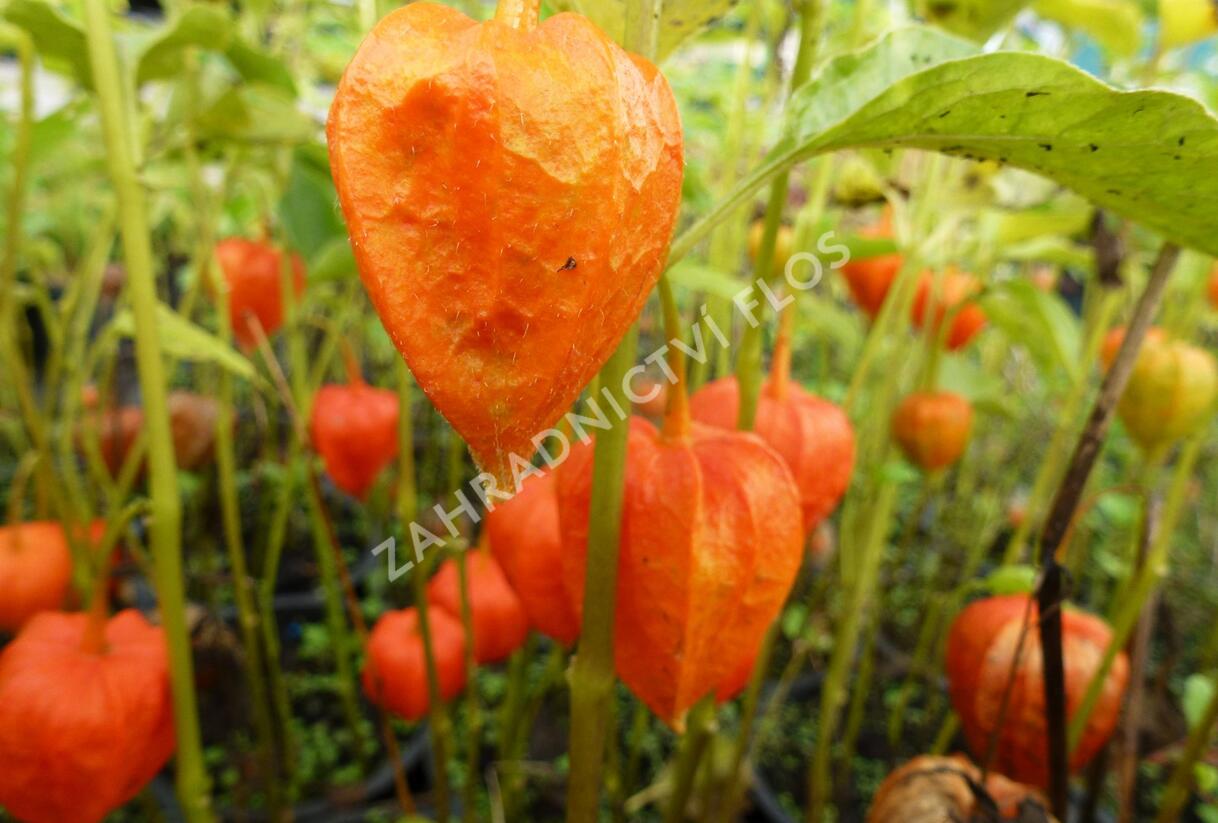 Mochyně židovská 'Miniature' - Physalis alkekengi 'Miniature'