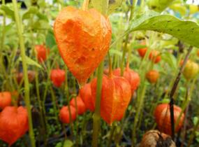 Mochyně židovská 'Miniature' - Physalis alkekengi 'Miniature'
