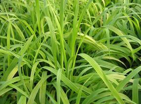 Pšeníčko rozkladité 'Aureum' - Milium effusum 'Aureum'