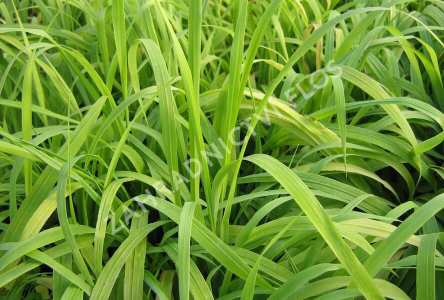Pšeníčko rozkladité 'Aureum' - Milium effusum 'Aureum'