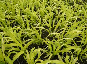 Pšeníčko rozkladité 'Aureum' - Milium effusum 'Aureum'