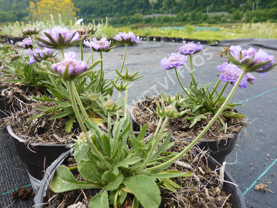 Hlaváč japonský 'Ritz Blue' - Scabiosa japonica 'Ritz Blue'