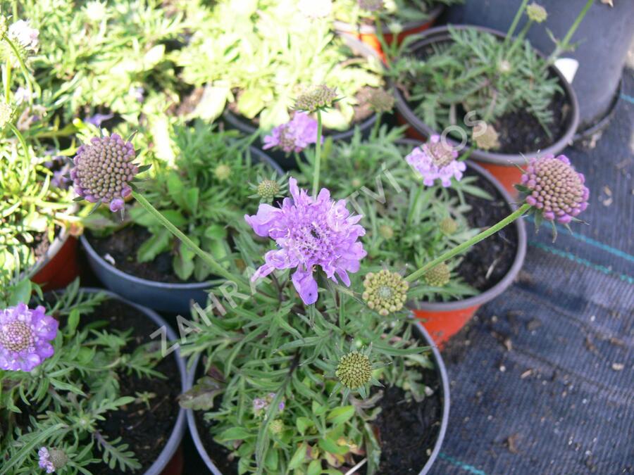 Hlaváč japonský 'Ritz Blue' - Scabiosa japonica 'Ritz Blue'
