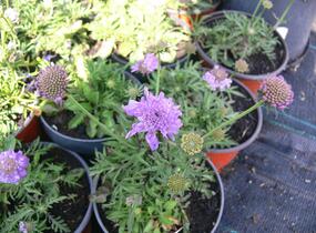 Hlaváč japonský 'Ritz Blue' - Scabiosa japonica 'Ritz Blue'