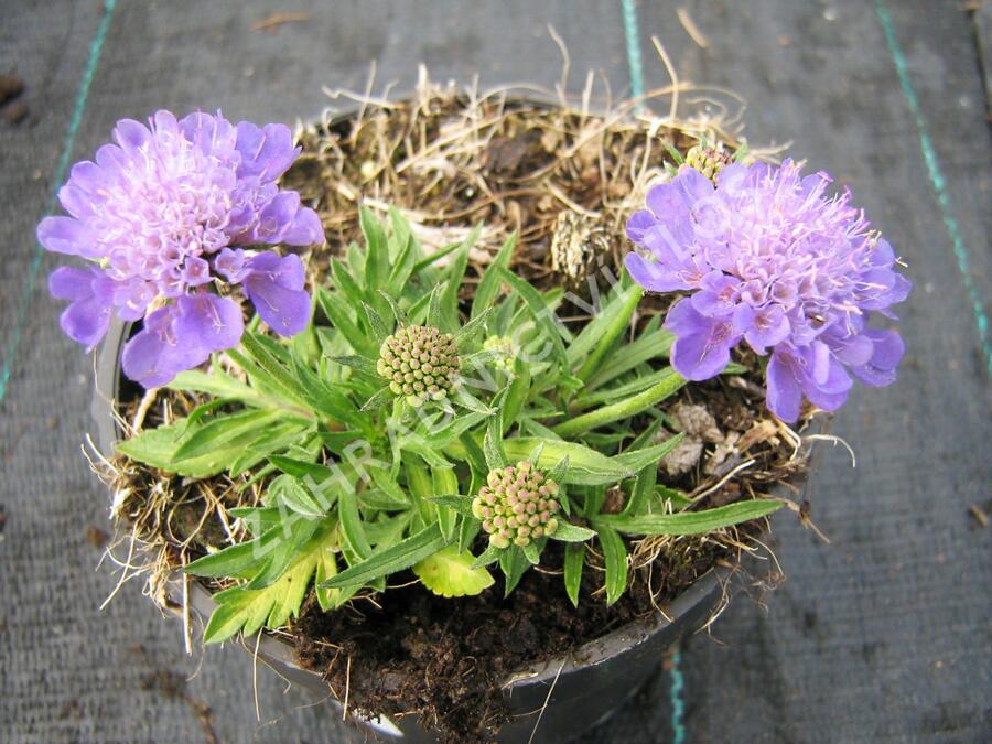 Hlaváč japonský 'Ritz Blue' - Scabiosa japonica 'Ritz Blue'
