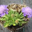 Hlaváč japonský 'Ritz Blue' - Scabiosa japonica 'Ritz Blue'