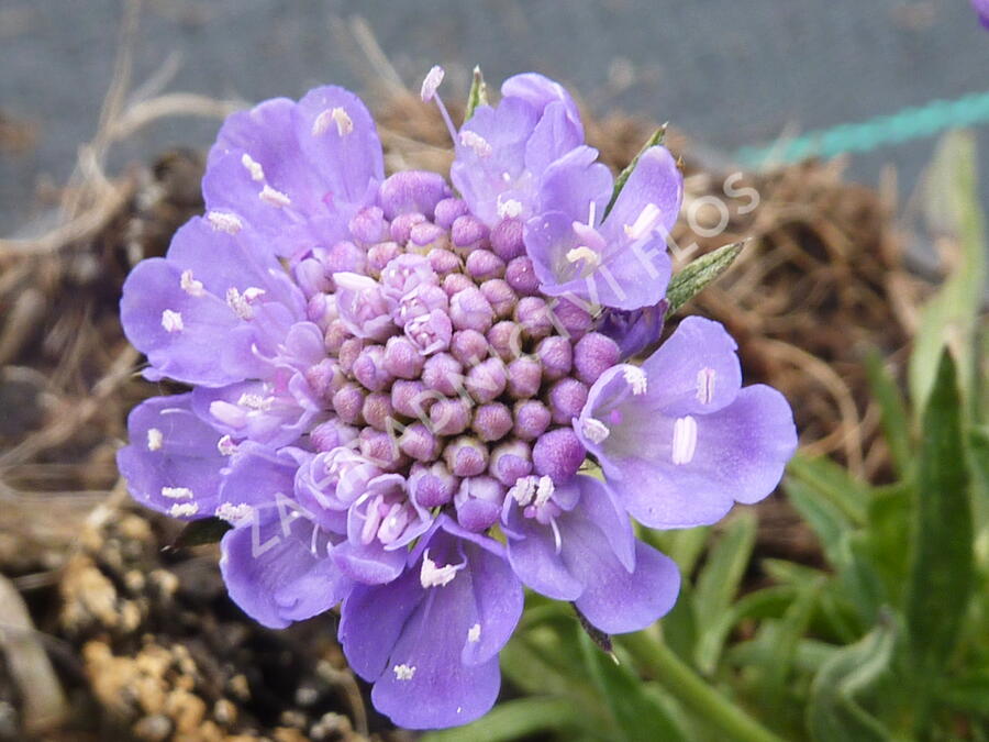 Hlaváč japonský 'Ritz Blue' - Scabiosa japonica 'Ritz Blue'