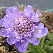 Hlaváč japonský 'Ritz Blue' - Scabiosa japonica 'Ritz Blue'