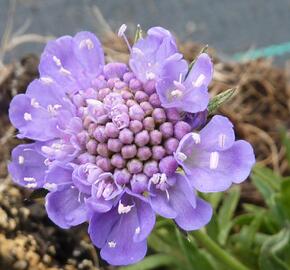 Hlaváč japonský 'Ritz Blue' - Scabiosa japonica 'Ritz Blue'