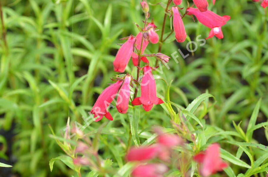 Dračík 'Carillo Red' - Penstemon x mexicali 'Carillo Red'