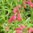 Dračík 'Carillo Red' - Penstemon x mexicali 'Carillo Red'