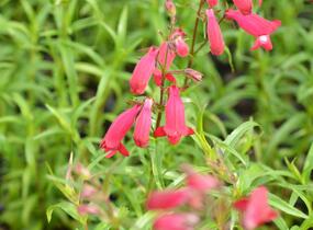 Dračík 'Carillo Red' - Penstemon x mexicali 'Carillo Red'