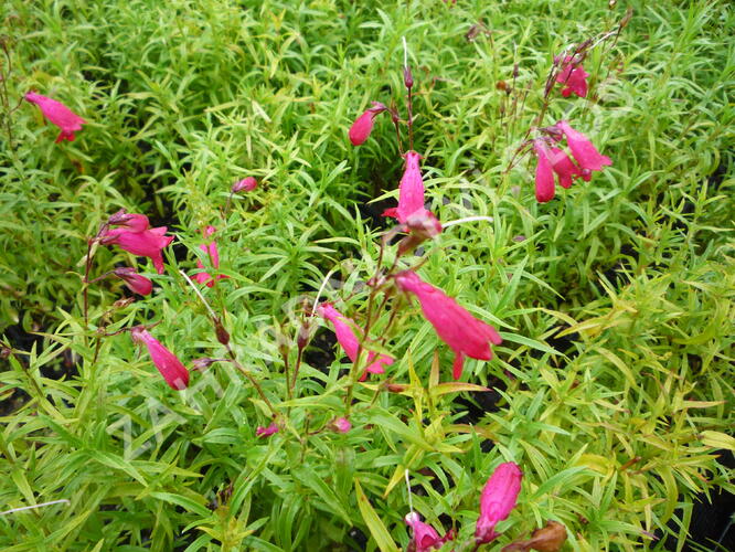 Dračík 'Carillo Red' - Penstemon x mexicali 'Carillo Red'
