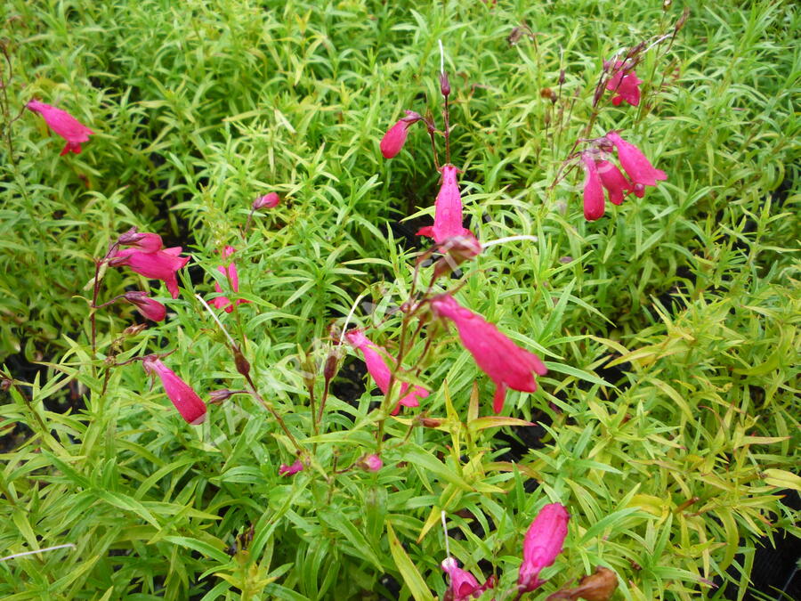 Dračík 'Carillo Red' - Penstemon x mexicali 'Carillo Red'