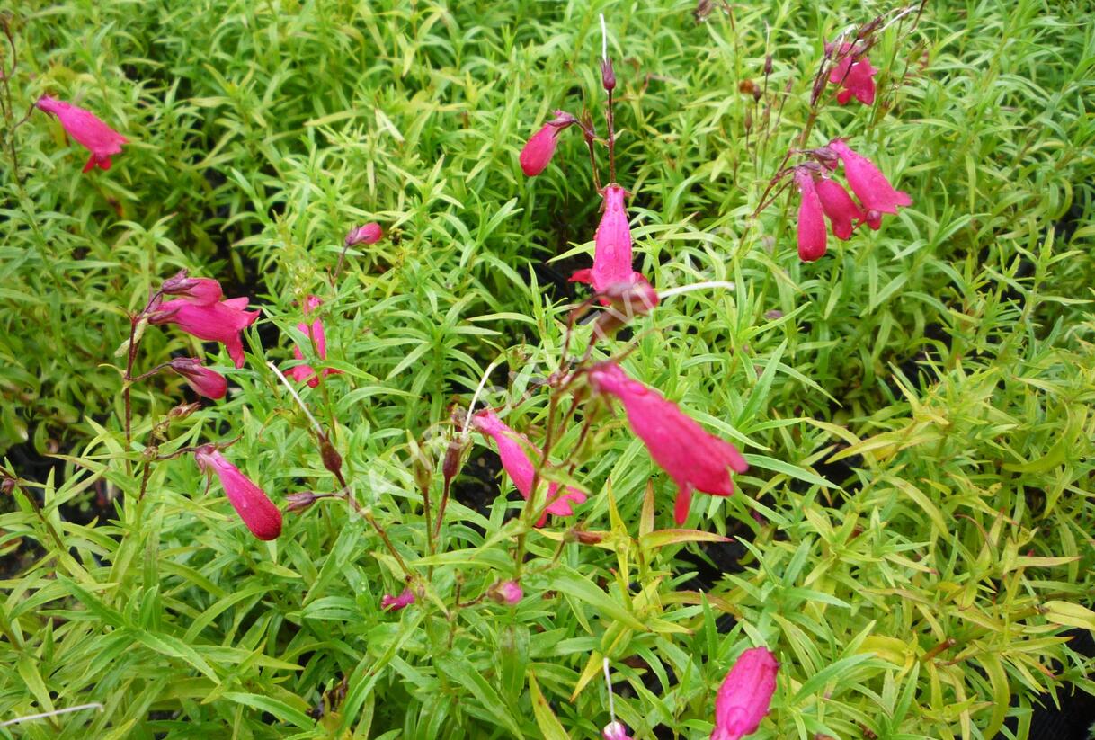 Dračík 'Carillo Red' - Penstemon x mexicali 'Carillo Red'