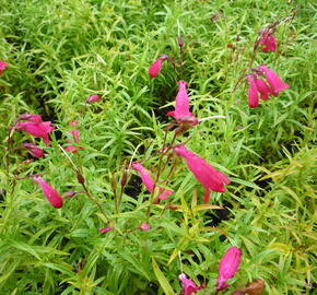 Dračík 'Carillo Red' - Penstemon x mexicali 'Carillo Red'