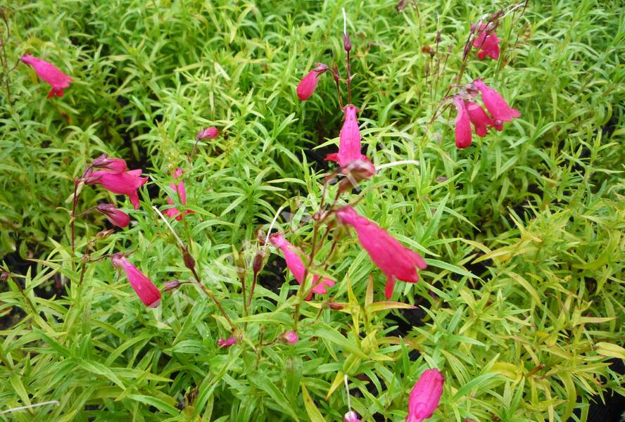 Dračík 'Carillo Red' - Penstemon x mexicali 'Carillo Red'