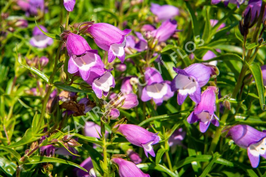 Dračík 'Carillo Purple' - Penstemon x mexicali 'Carillo Purple'