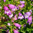 Dračík 'Carillo Purple' - Penstemon x mexicali 'Carillo Purple'