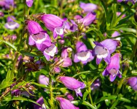 Dračík 'Carillo Purple'
