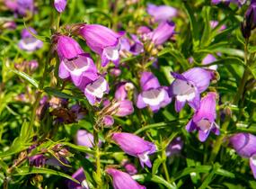 Dračík 'Carillo Purple' - Penstemon x mexicali 'Carillo Purple'