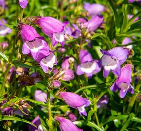 Dračík 'Carillo Purple' - Penstemon x mexicali 'Carillo Purple'
