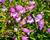 Dračík 'Carillo Purple'
