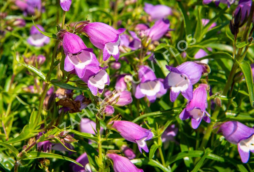 Dračík 'Carillo Purple' - Penstemon x mexicali 'Carillo Purple'