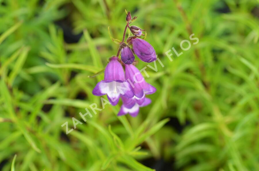 Dračík 'Carillo Purple' - Penstemon x mexicali 'Carillo Purple'