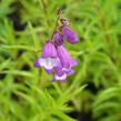 Dračík 'Carillo Purple' - Penstemon x mexicali 'Carillo Purple'