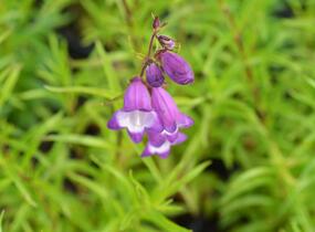 Dračík 'Carillo Purple' - Penstemon x mexicali 'Carillo Purple'