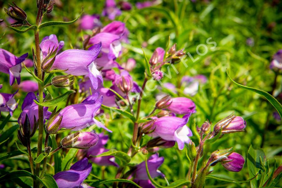 Dračík 'Carillo Purple' - Penstemon x mexicali 'Carillo Purple'