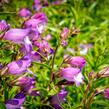 Dračík 'Carillo Purple' - Penstemon x mexicali 'Carillo Purple'