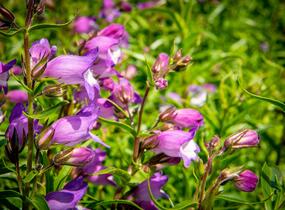 Dračík 'Carillo Purple' - Penstemon x mexicali 'Carillo Purple'